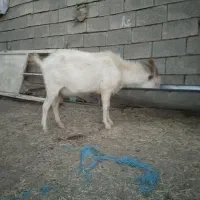 نر بز سانن اصل