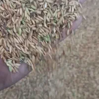 شلتوک درجه یک شیبان درشادگان|خوردنی و آشامیدنی|شادگان, |دیوار