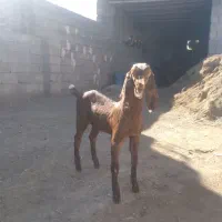 بزغاله‌پنجاپی