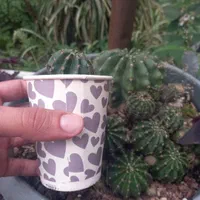 کاکتوس طبیعی گلدار اچینوپسیس اوکسیژونا|گل و گیاه طبیعی|سیاهکل, |دیوار