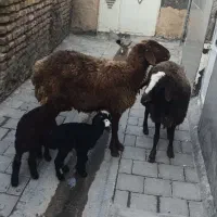 یک جفت میش بره دار قلم دار گله گرد