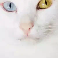 واگذاری گربه