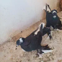 کبوتر قره آغ گویروخ|پرنده|سردرود, |دیوار