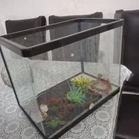 اکواریون نو شیشه خم