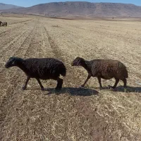 میش افشار|حیوانات مزرعه|وردشت, |دیوار