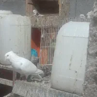 کبوتر|پرنده|بندر ماهشهر, |دیوار