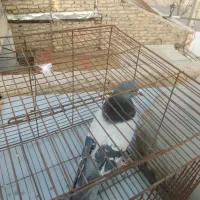 کفتر سبز پرشی  عطیقه|پرنده|قرچک, باقرآباد|دیوار