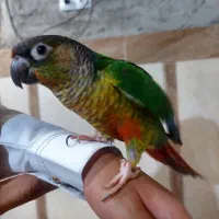 طوطی