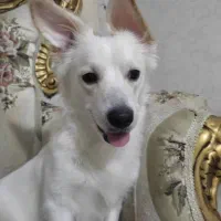 سگ گمشده|سگ|شیراز, شهرک سراج‎|دیوار