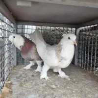 کبوتر  شازده  سرور  هما