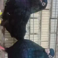 یک جفت زاغ آبادانی نوک وچشم سفید|پرنده|شادگان, |دیوار