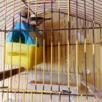 مرغ عشق و فنچ|پرنده|گنبد کاووس, |دیوار