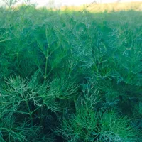 سبزیجات خوب قیمت خوب|خوردنی و آشامیدنی|کاشان, دانشگاه شهید رجایی|دیوار