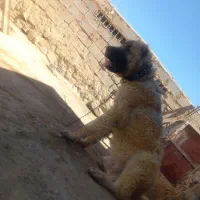 توله سرابی ۱ساله