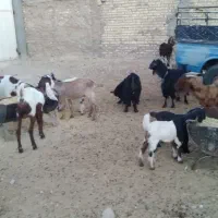 بز و کولار پاکستانی|حیوانات مزرعه|شیراز, دارالرحمه|دیوار