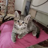 ۲عدد بچه گربه نر ۲ماهه خانگی|گربه|تبریز, |دیوار