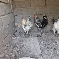 ۲عددخروس گلین|حیوانات مزرعه|شهریار, بکه|دیوار