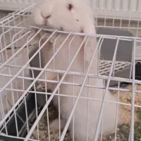 خرگوش لوپی ۸ ماهه سالم نر دو. تومن|موش و خرگوش|خرم‌آباد, |دیوار