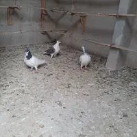 کفتر کبوتر چادری|پرنده|محمدشهر, سیدآباد|دیوار