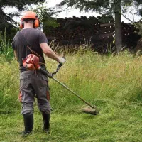 خدمات علف تراشی|خدمات باغبانی و درختکاری|رودسر, |دیوار