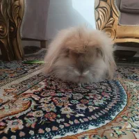 خرگوش|موش و خرگوش|مشهد, توس فردوسی|دیوار