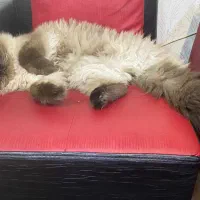 گربه|گربه|اهواز, آریاشهر|دیوار