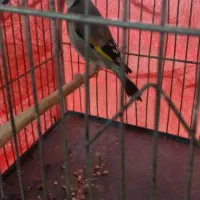 سهره جوجه امسال|پرنده|مریوان, |دیوار