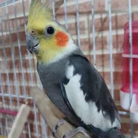 عروس هلندی نر