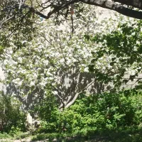 حصار در چاوان
