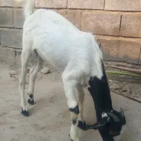 کهره ماده