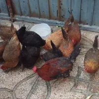 مرغ محلی|حیوانات مزرعه|ماهدشت, |دیوار