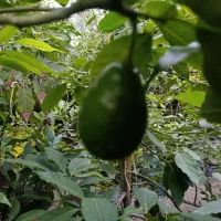 آواکادو پیوندی|گل و گیاه طبیعی|ساری, |دیوار