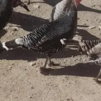 یک عدد بوقلمون ماده چاق