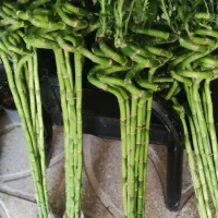 بامبو .گل .گلدان بامبو