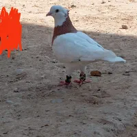 طوقی|پرنده|بهبهان, |دیوار