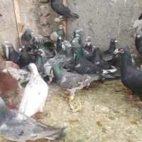 کفتر|پرنده|مشهد, شهید معقول|دیوار