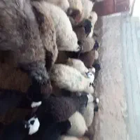 میش و بره|حیوانات مزرعه|بوئین زهرا, |دیوار