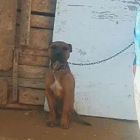 فروش توله سگ پیت بول