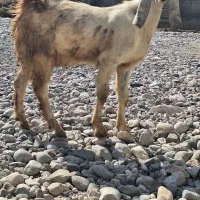 کهره نر افغان جهت داشت پروار وکشتار