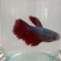 ماهی|ماهی|نیشابور, شهرک بهداری|دیوار