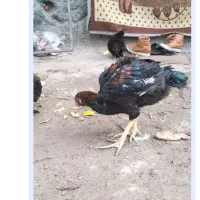 ، جوجه لاری