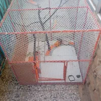 قفس مرغ وخروس وکبوتر