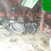 جوجه پلاکی|پرنده|همدان, |دیوار