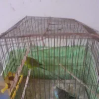 دو جفت مرغ عشق|پرنده|خرمشهر, |دیوار