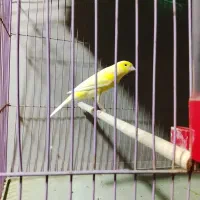 قناری نر مست