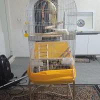 عروس هلندی نره دوتاش|پرنده|مشکین‌دشت, |دیوار