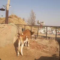 گوساله نر گاو سیمینتال جرسی
