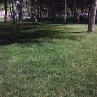 گمشده