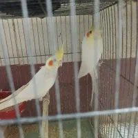 دوجفت عروس نروماده|پرنده|قم, شهرک امام حسین|دیوار