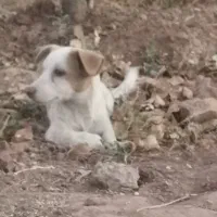 سگ پاکوتاه با تربیت